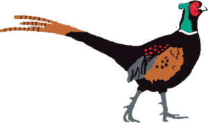 Shuttlesocks pheasant image